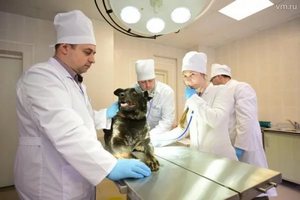 Ветеринарная справка (форма 1)
